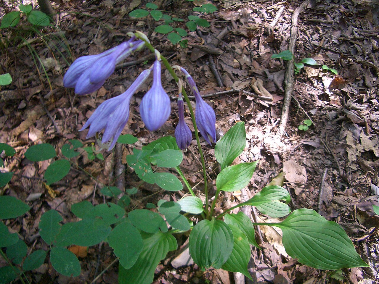 Hosta ventricosa, Blue plantain lily — clumping deciduous (Asparagaceae) (image 5 of 10)