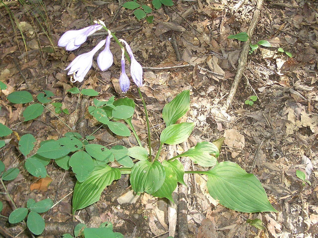Hosta ventricosa, Blue plantain lily — clumping deciduous (Asparagaceae) (image 6 of 10)