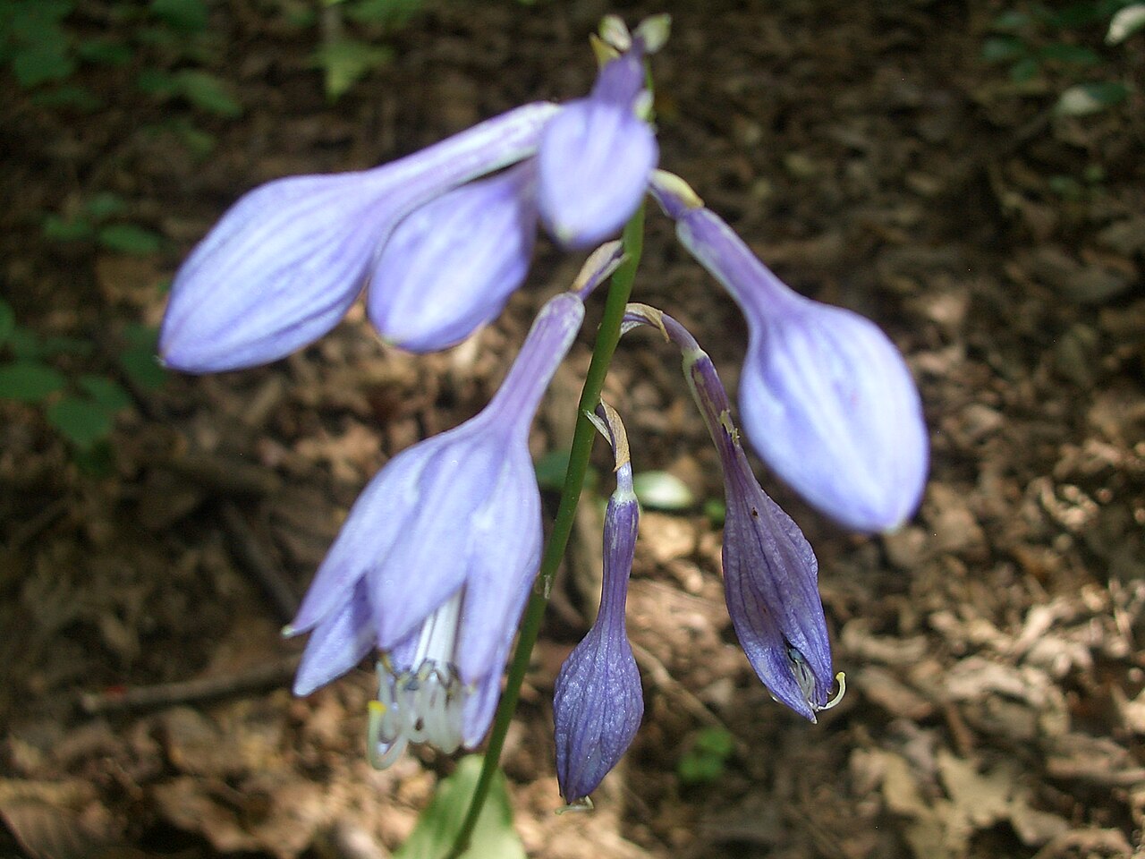 Hosta ventricosa, Blue plantain lily — clumping deciduous (Asparagaceae) (image 7 of 10)