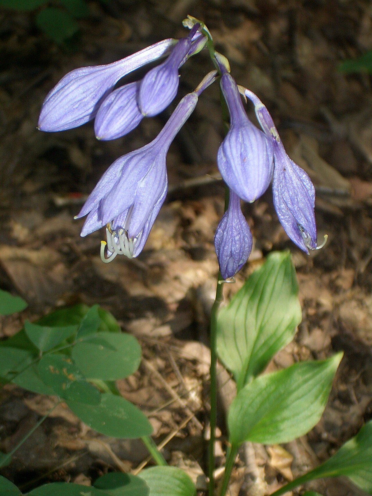 Hosta ventricosa, Blue plantain lily — clumping deciduous (Asparagaceae) (image 8 of 10)