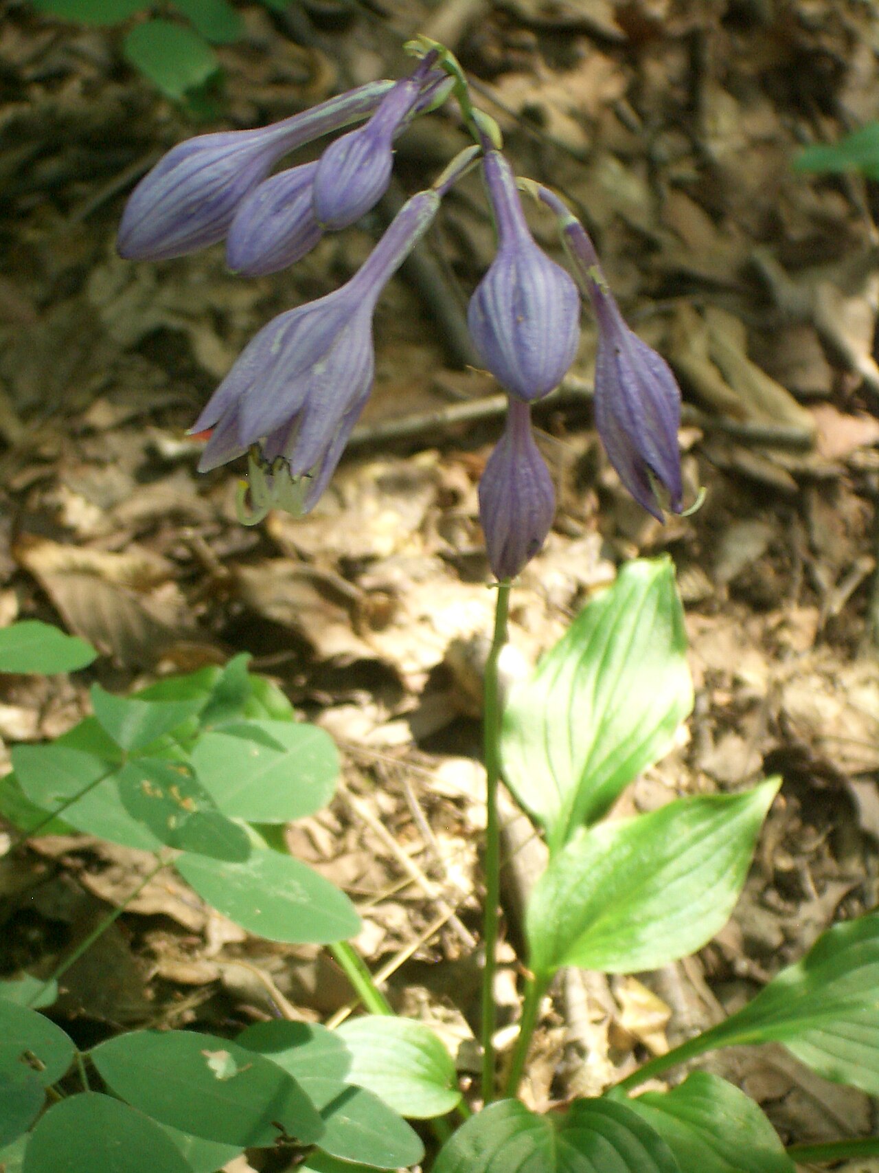 Hosta ventricosa, Blue plantain lily — clumping deciduous (Asparagaceae) (image 9 of 10)