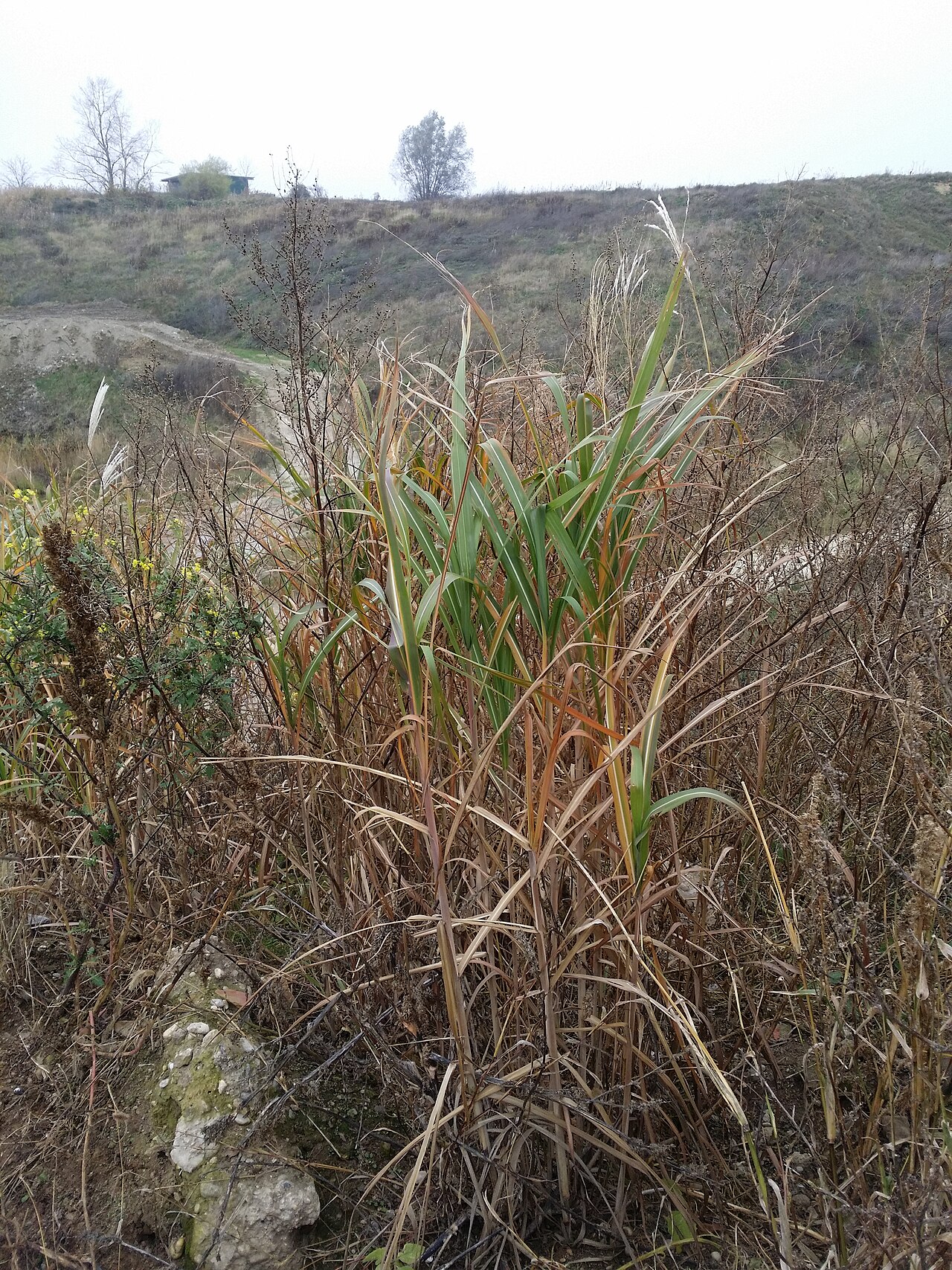 Miscanthus sacchariflorus, Amur silver grass — spreading deciduous (Poaceae) (image 7 of 7)