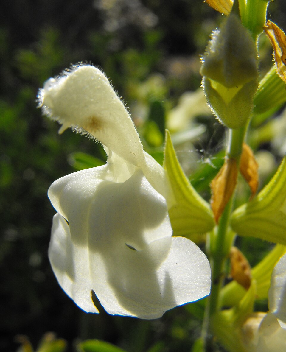 Salvia greggii (Autumn sage) (alternate view 13)