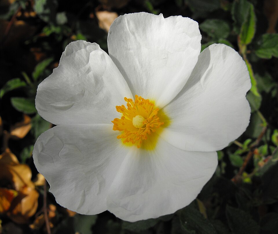 Cistus x hybridus (White Rockrose) (alternate view 6)