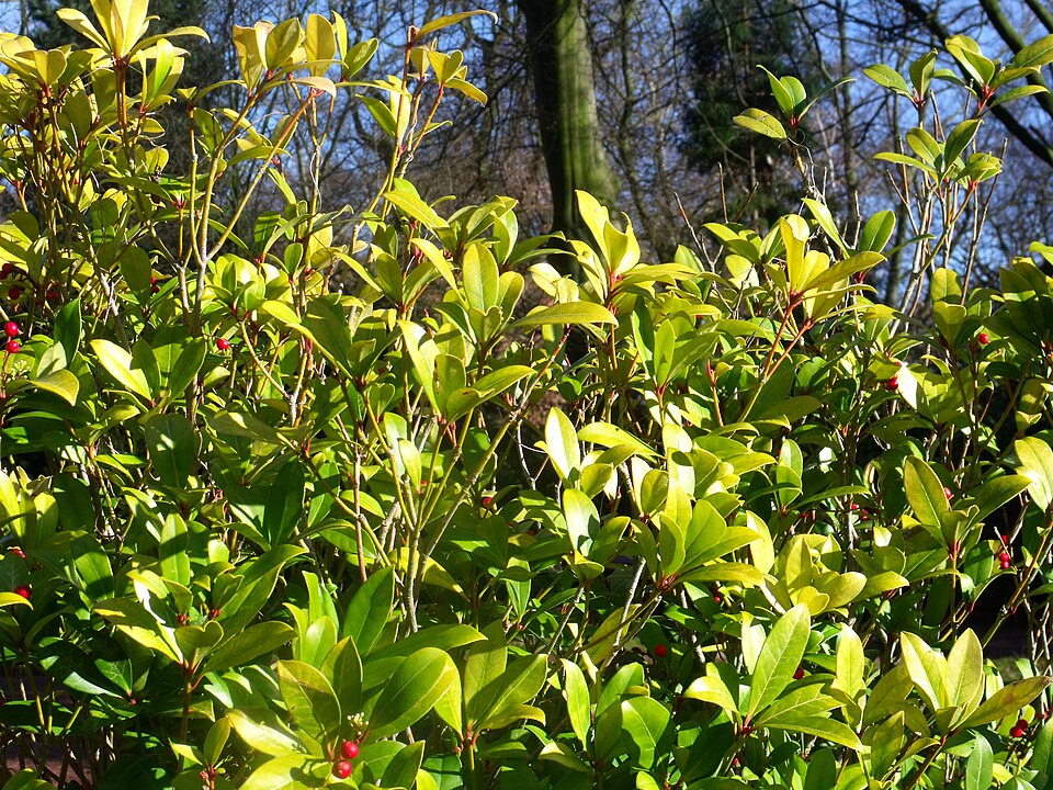 Skimmia japonica (Japanese skimmia) (alternate view 7)