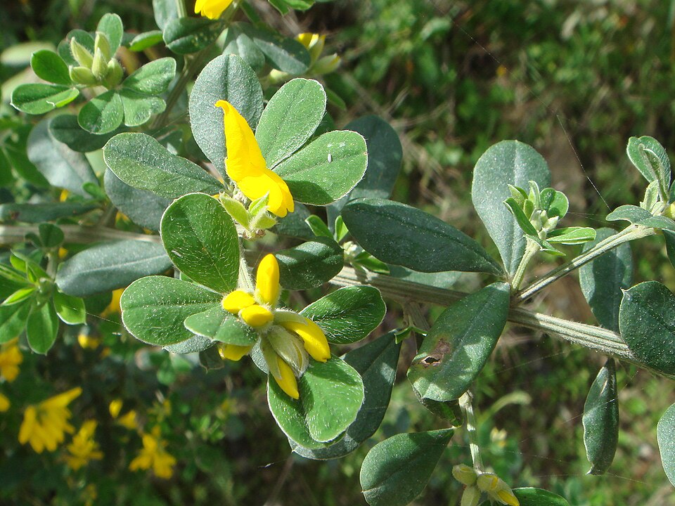 Genista monspessulana (French broom) (alternate view 8)