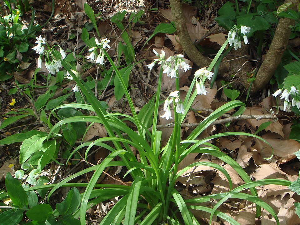 Allium triquetrum (Three-cornered garlic)