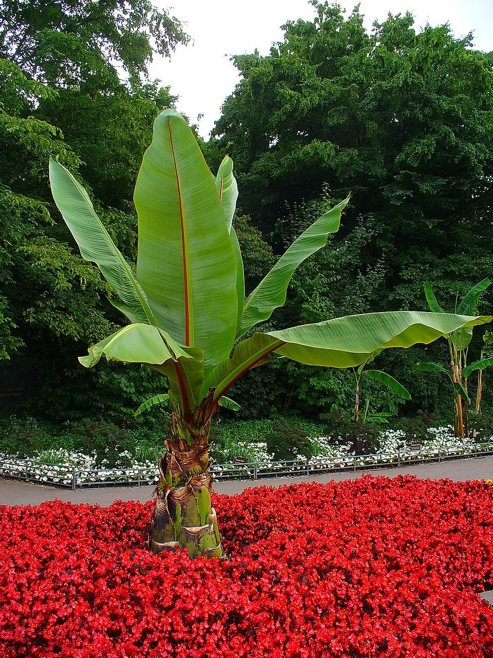 Ensete ventricosum (Ethiopian Banana) (alternate view 2)