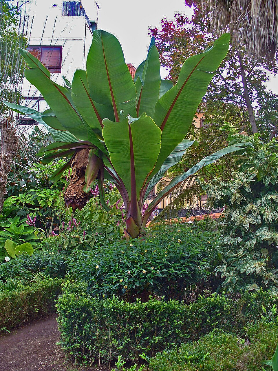 Ensete ventricosum (Ethiopian Banana) (alternate view 3)