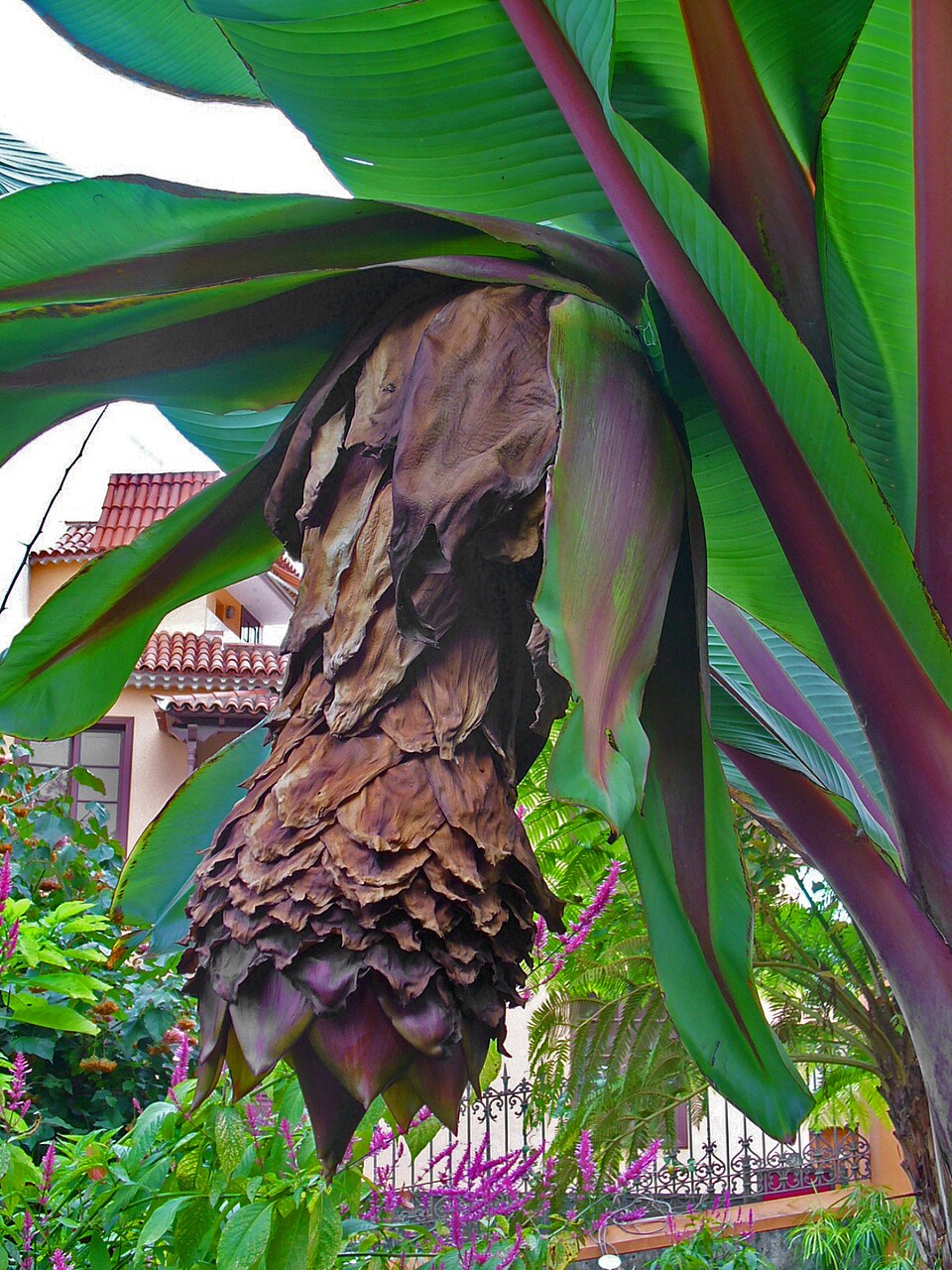 Ensete ventricosum (Ethiopian Banana) (alternate view 4)