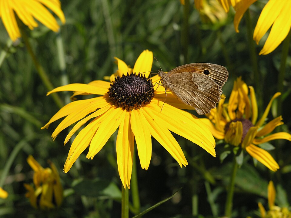Rudbeckia fulgida (Black-eyed Susan) (alternate view 8)