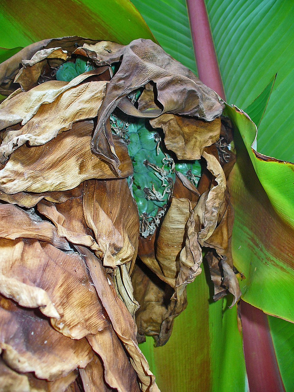 Ensete ventricosum (Ethiopian Banana) (alternate view 5)