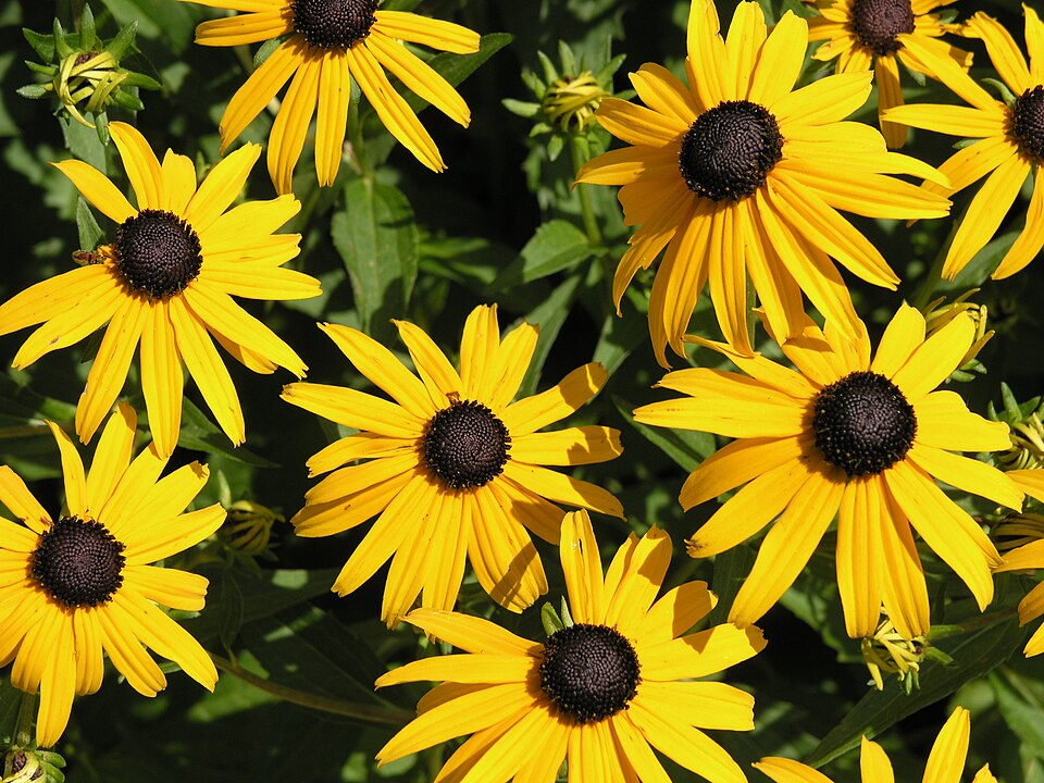 Rudbeckia fulgida (Black-eyed Susan) (alternate view 9)