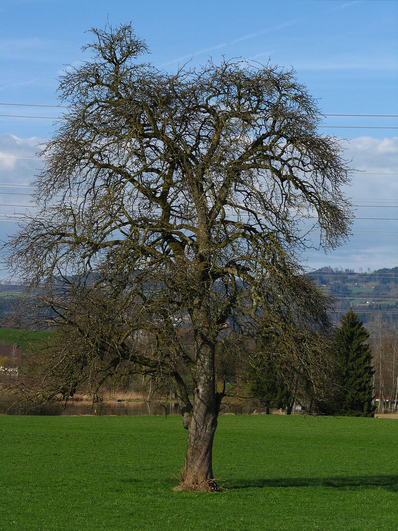 Pyrus communis, Common pear — upright deciduous (Rosaceae) (image 3 of 6)