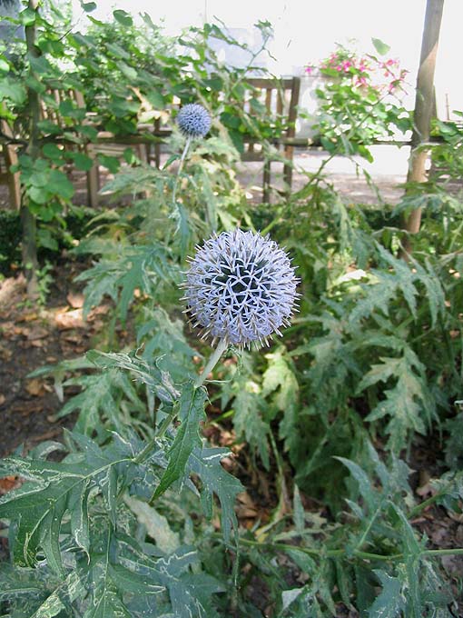 Echinops bannaticus (Blue Globe Thistle) (alternate view 9)