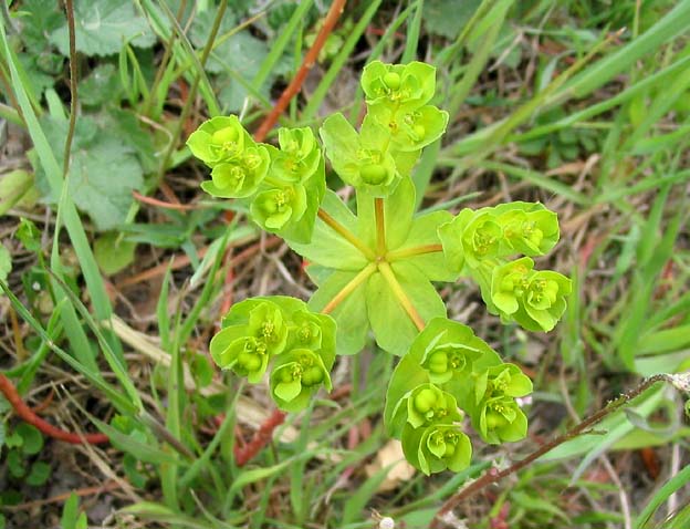 Euphorbia helioscopia (Sun spurge)