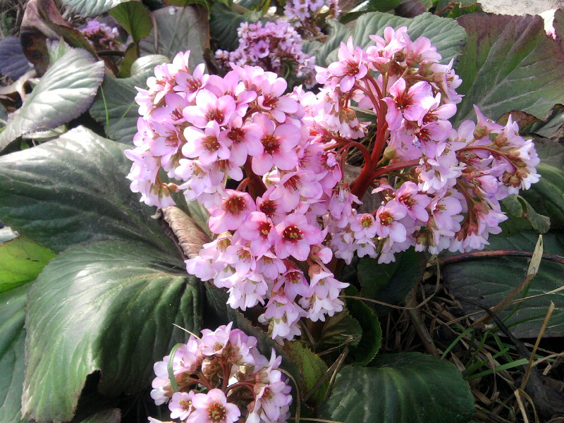 Bergenia crassifolia (Heartleaf bergenia) (alternate view 13)