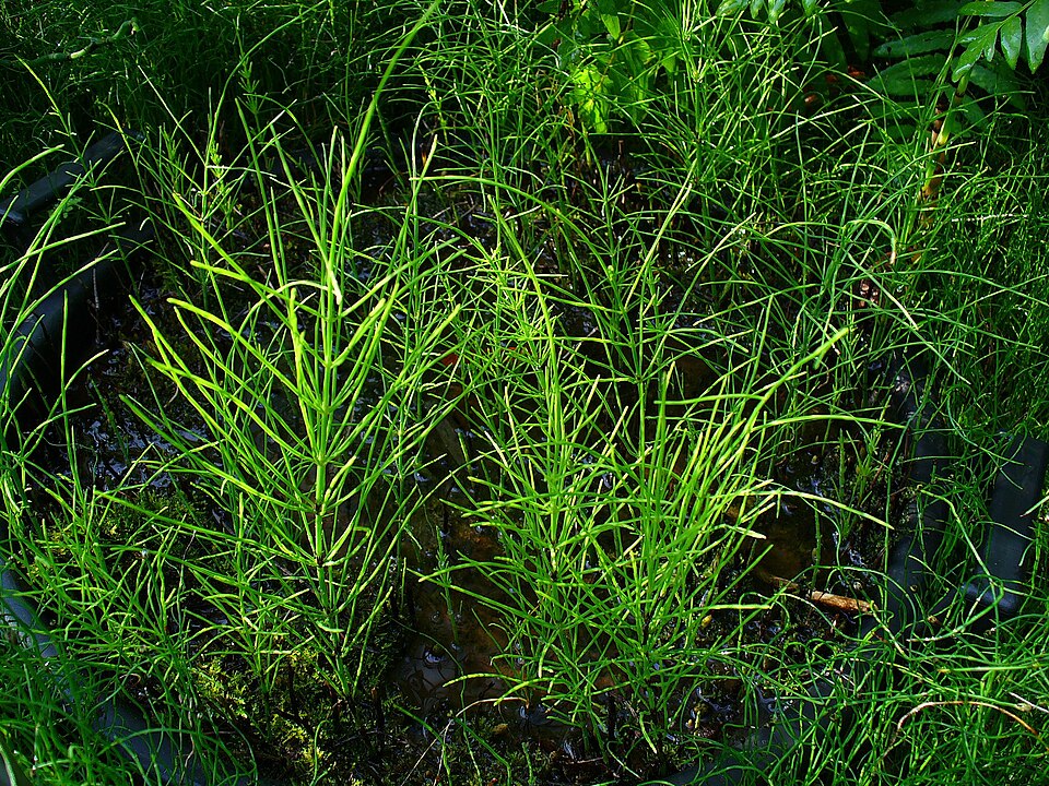 Equisetum palustre (marsh horsetail)