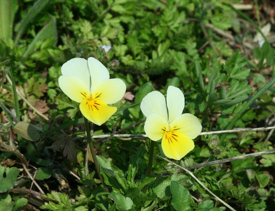 Viola tricolor (Wild Pansy)