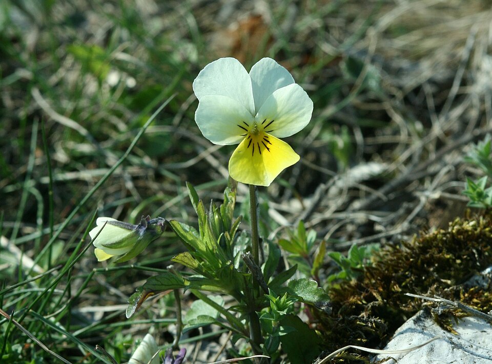 Viola tricolor (Wild Pansy)