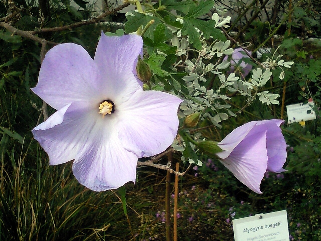 Alyogyne huegelii, Native hibiscus — upright evergreen (Malvaceae) (image 3 of 9)