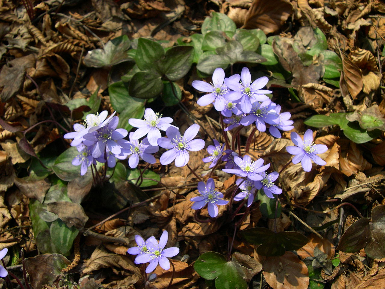 Hepatica (hepatica, liverleaf)