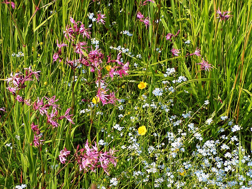 Myosotis scorpioides (water forget-me-not) (alternate view 6)