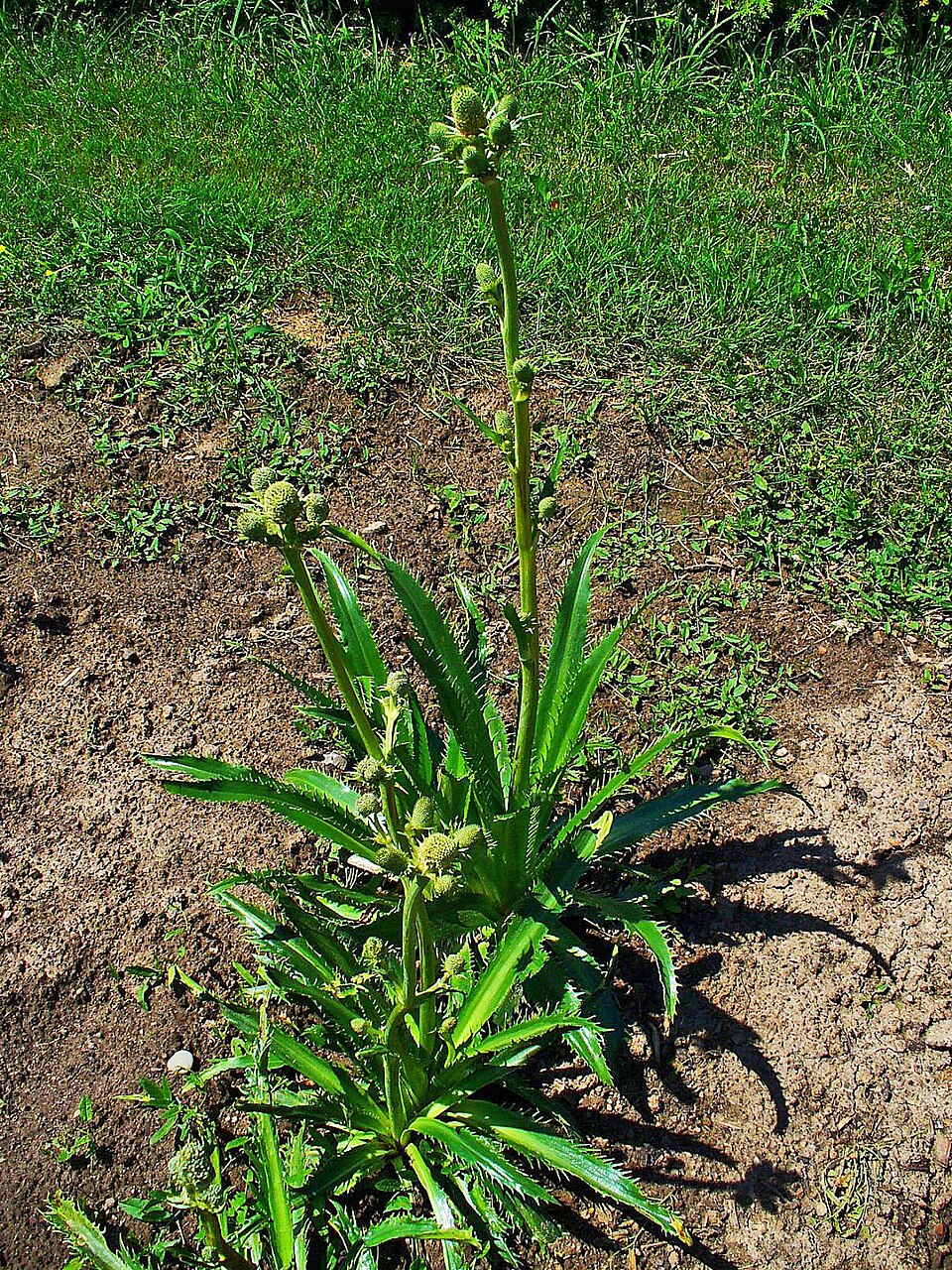 Eryngium yuccifolium (Rattlesnake Master) (alternate view 8)