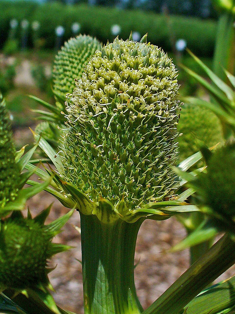 Eryngium yuccifolium (Rattlesnake Master) (alternate view 9)