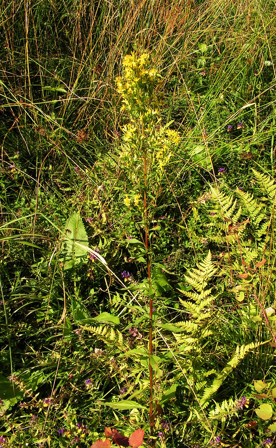 Solidago virgaurea (European goldenrod)