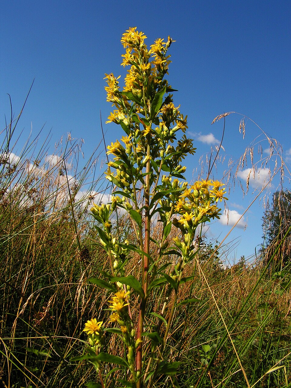 Solidago virgaurea (European goldenrod)