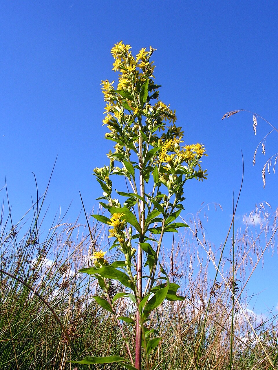 Solidago virgaurea (European goldenrod)