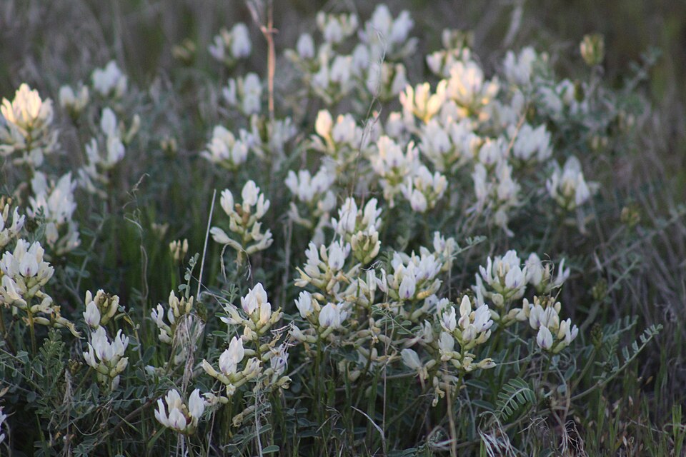 Astragalus (milkvetches) (alternate view 3)