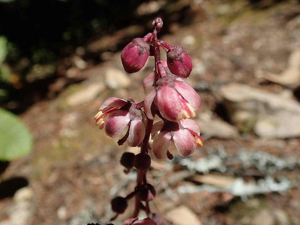 Pyrola (wintergreens) (alternate view 5)