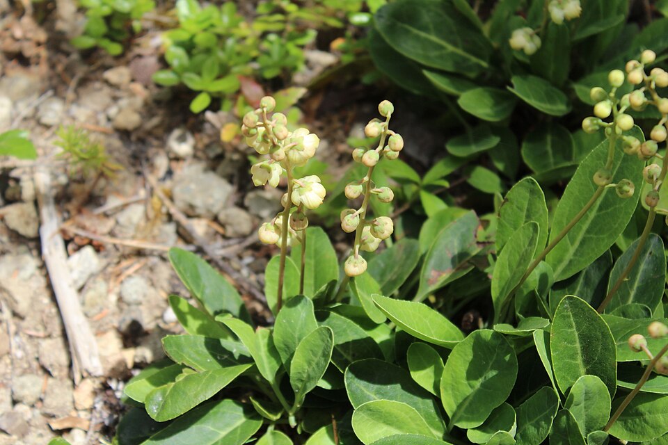 Pyrola (wintergreens) (alternate view 6)