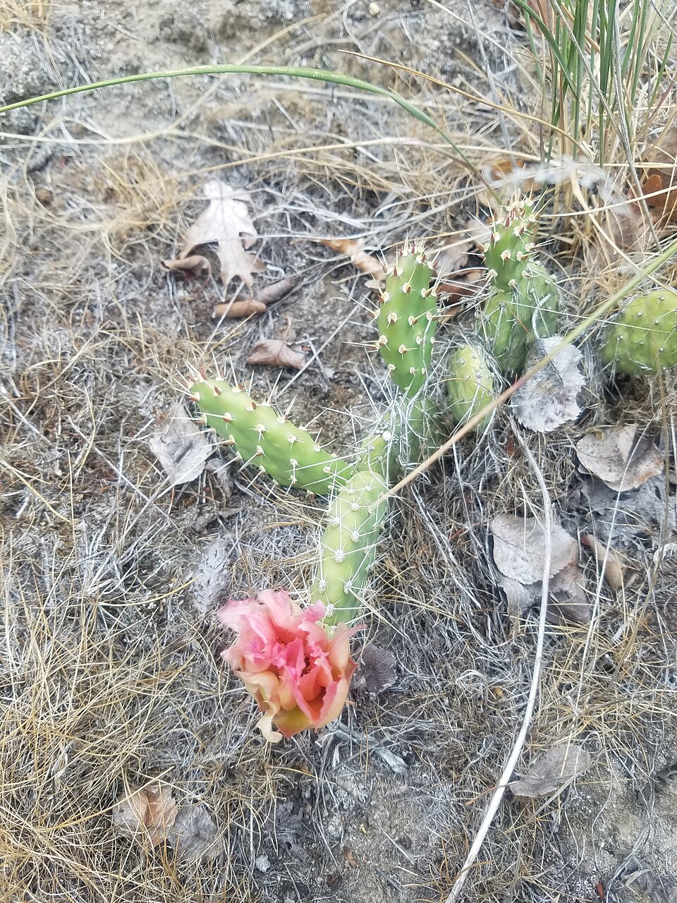 Opuntia × columbiana (Columbia Pricklypear) (alternate view 6)