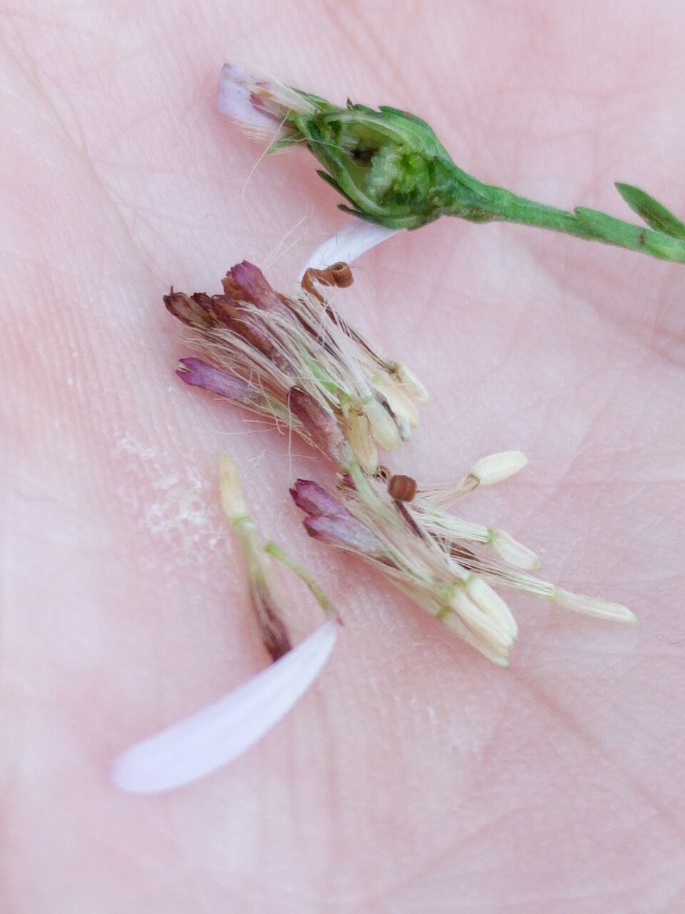 Symphyotrichum drummondii (Drummond's aster) (alternate view 3)
