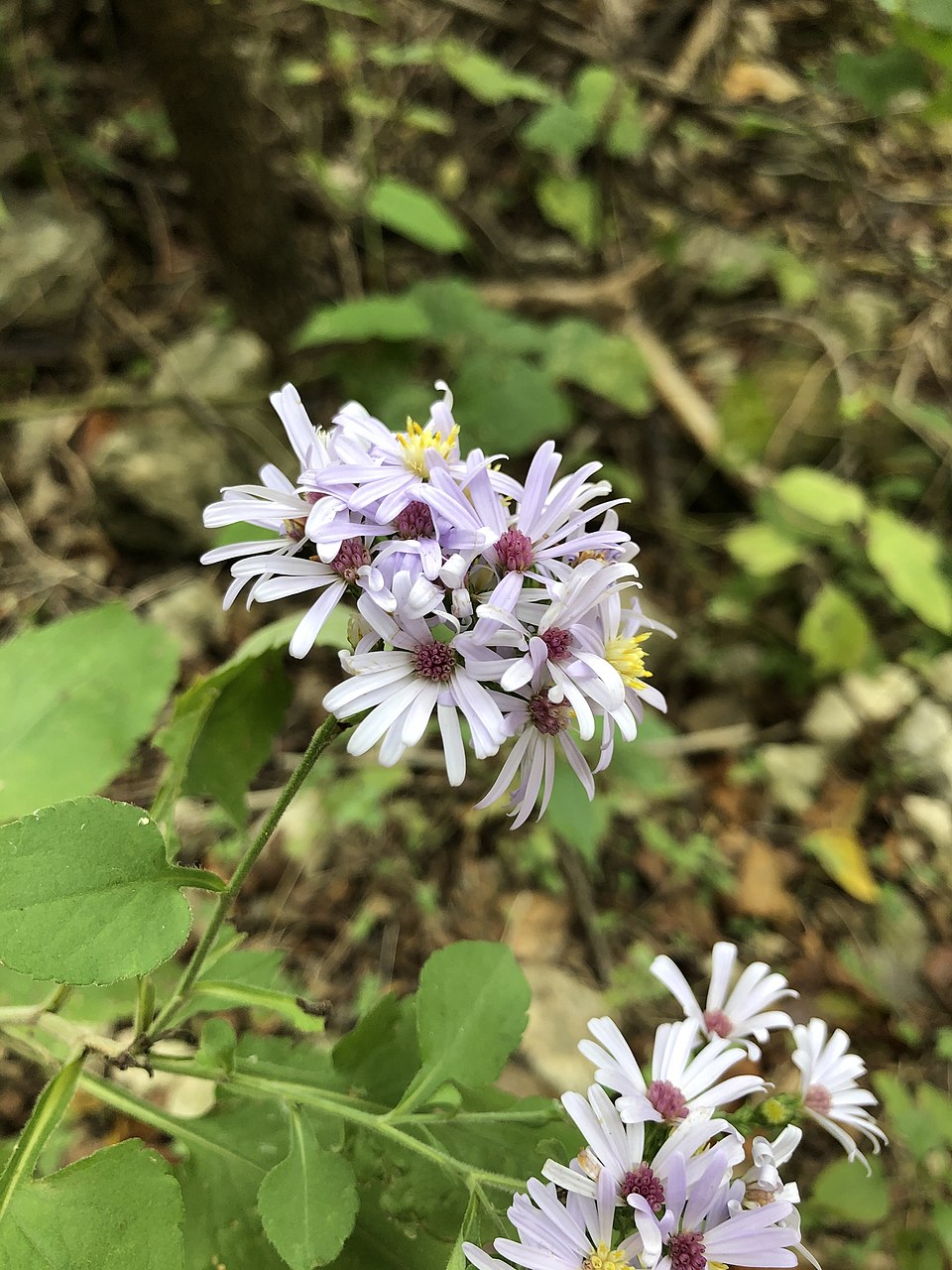 Symphyotrichum drummondii (Drummond's aster) (alternate view 5)