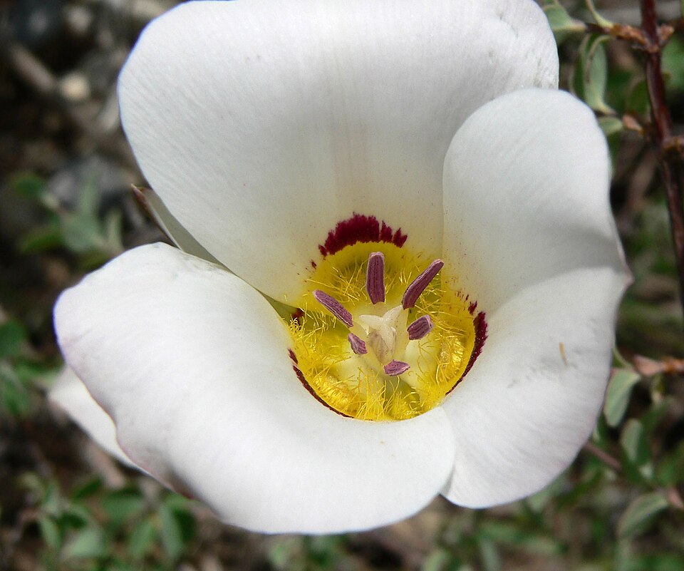 Calochortus nuttallii (Sego Lily) (alternate view 6)