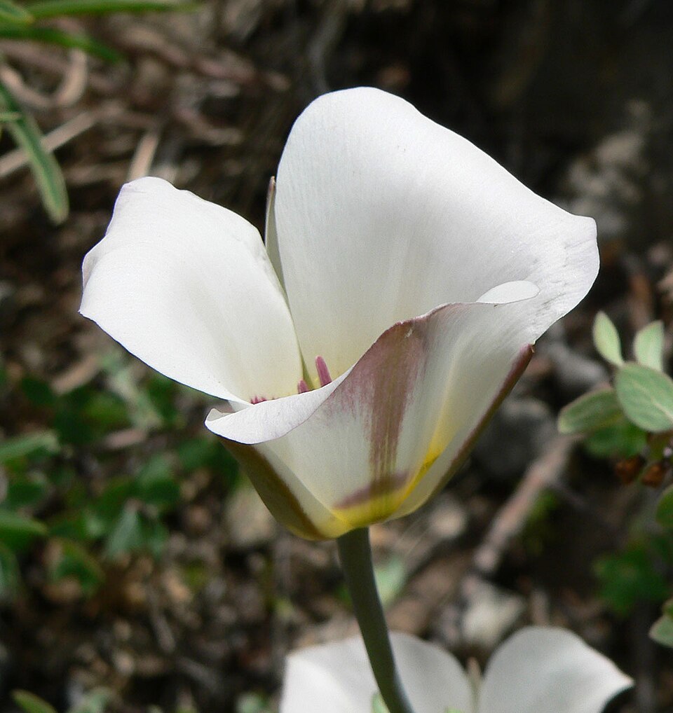 Calochortus nuttallii (Sego Lily) (alternate view 7)