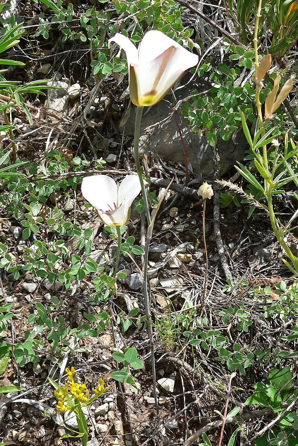 Calochortus nuttallii (Sego Lily) (alternate view 8)