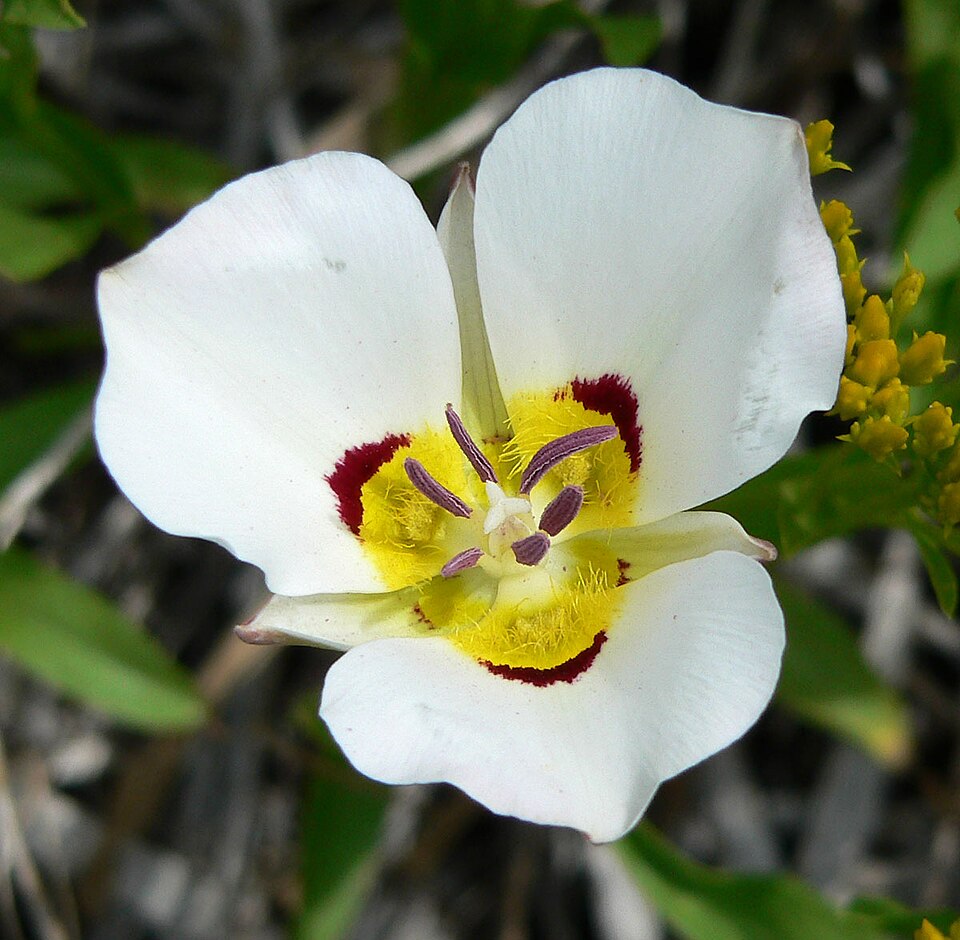 Calochortus nuttallii (Sego Lily) (alternate view 9)
