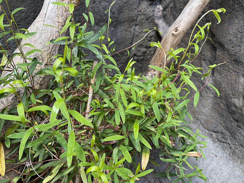 Billardiera cymosa (sweet apple-berry) (alternate view 6)