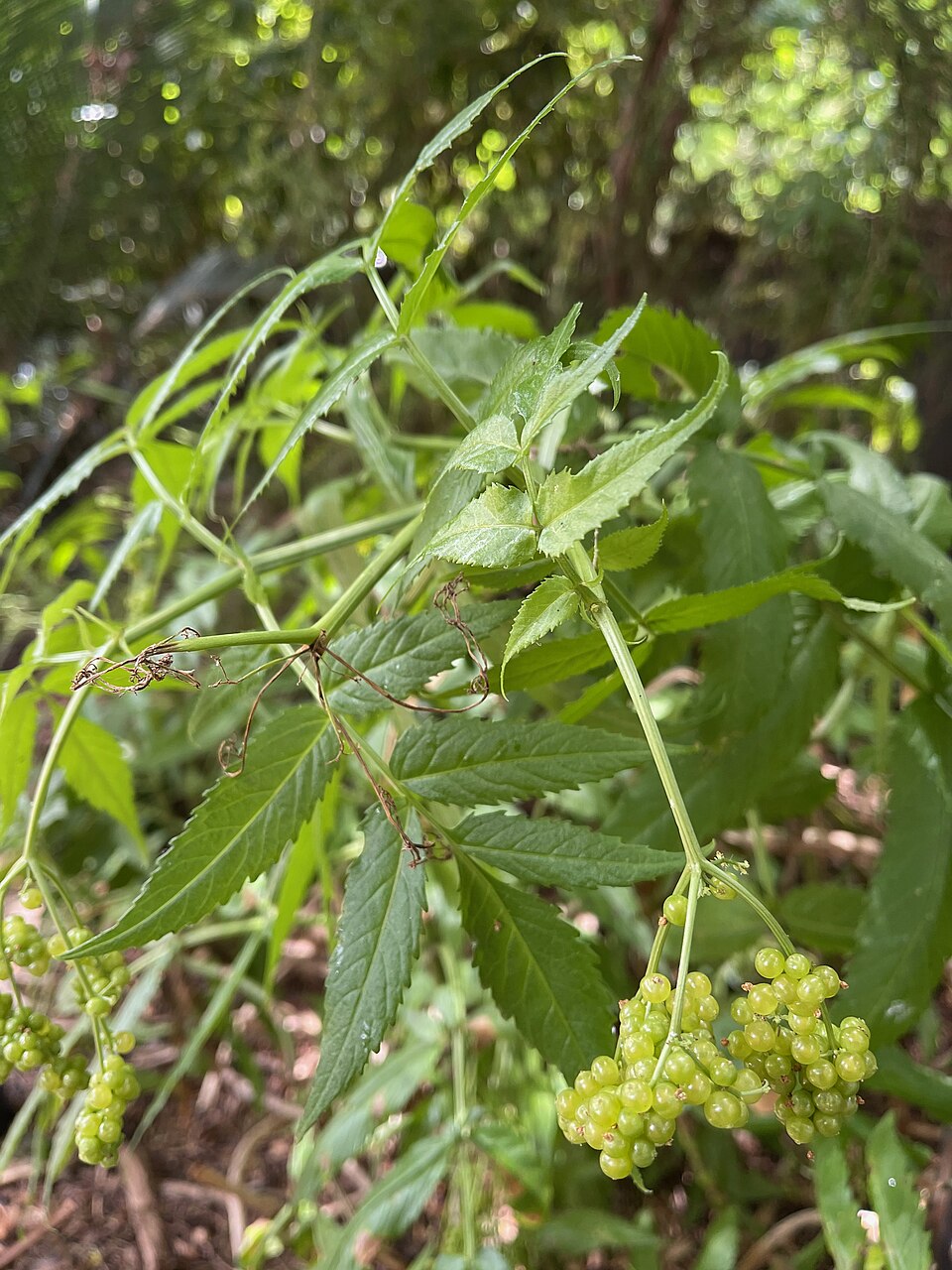 Sambucus gaudichaudiana (White Elderberry) (alternate view 7)