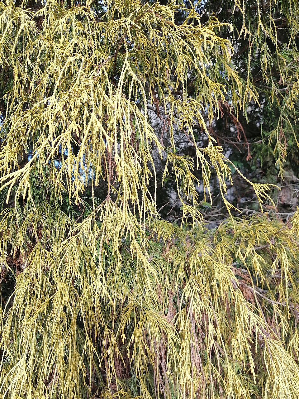 Chamaecyparis pisifera 'Filifera Aurea' (Golden Thread Cypress) (alternate view 5)