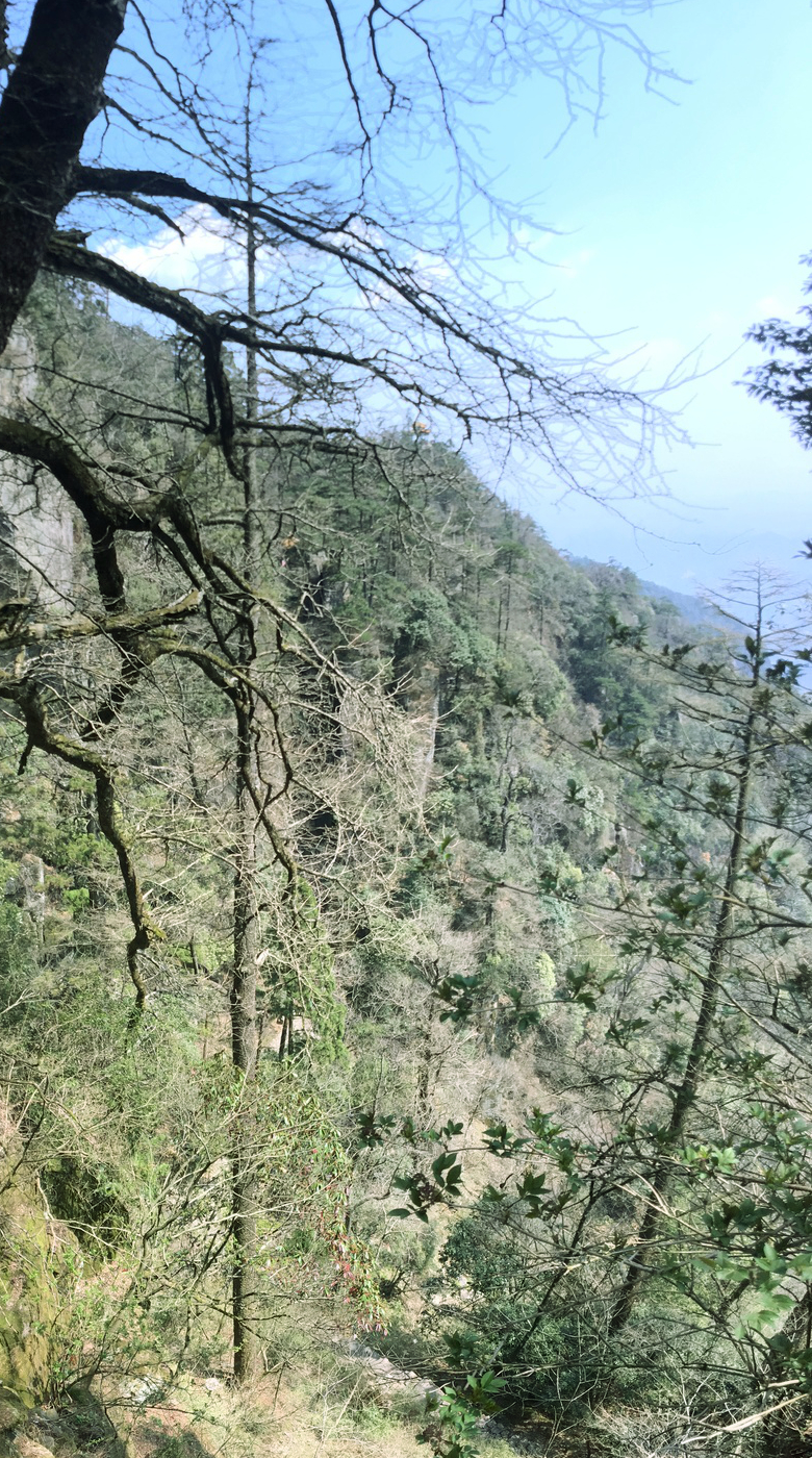Pseudolarix amabilis (Golden Larch)