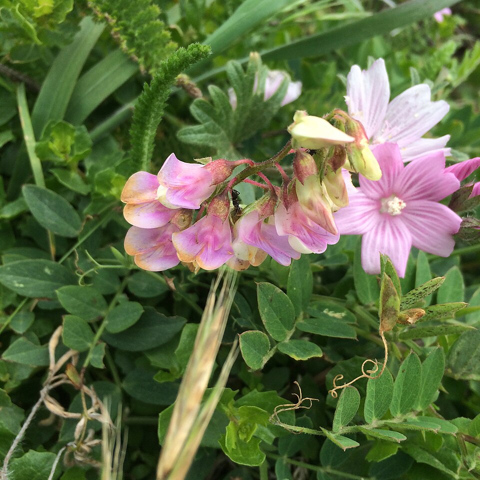 Lathyrus vestitus (Pacific pea) (alternate view 9)