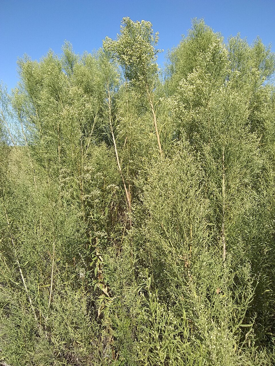 Baccharis neglecta (Poverty Weed) (alternate view 6)