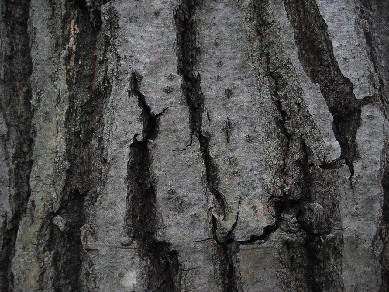 Quercus serrata, Konara oak — spreading deciduous (Fagaceae) (image 2 of 10)