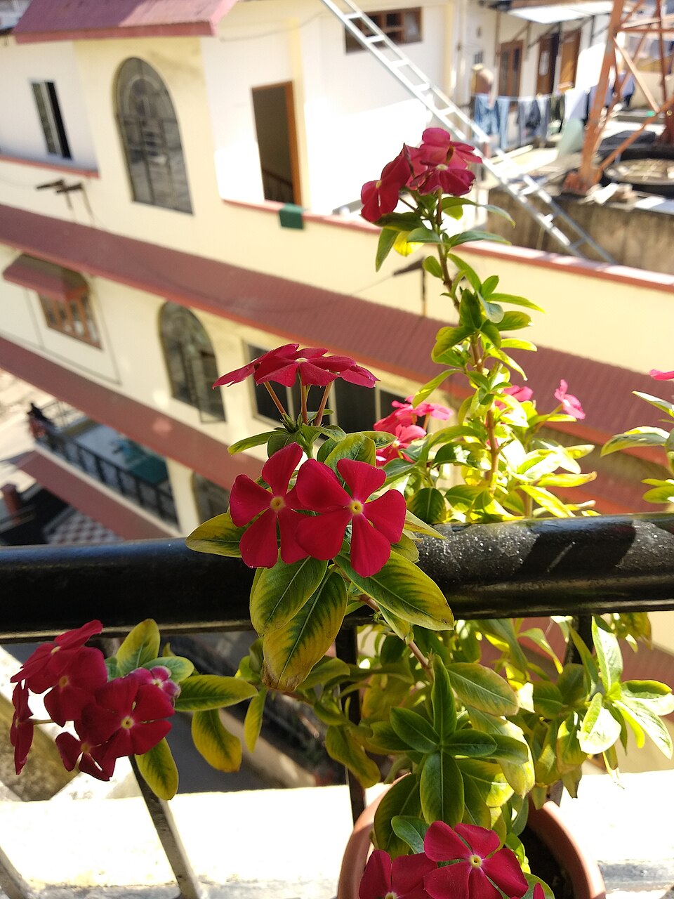 Catharanthus roseus (Vinca / Periwinkle) (alternate view 7)